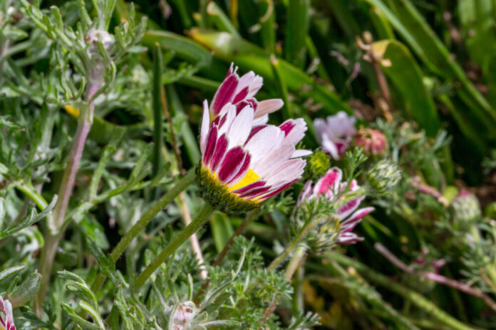 Bertram (Anacyclus pyrethrum)
