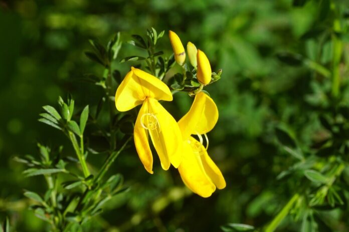 Besenginster (Sarothamnus scoparius) Besenginster (Sarothamnus scoparius)
