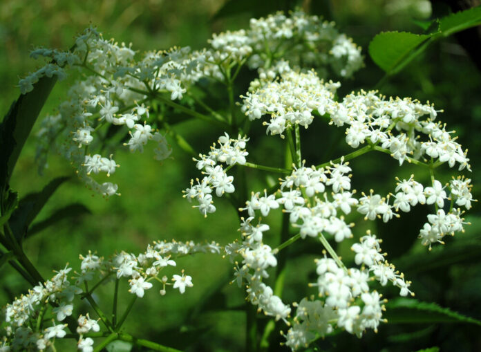 Bibernelle (Pimpinella saxifraga)