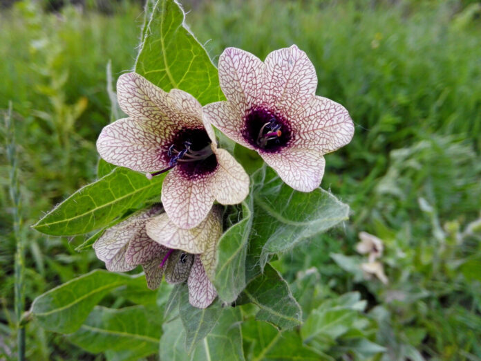 Bilsenkraut (Hyoscyamus niger)