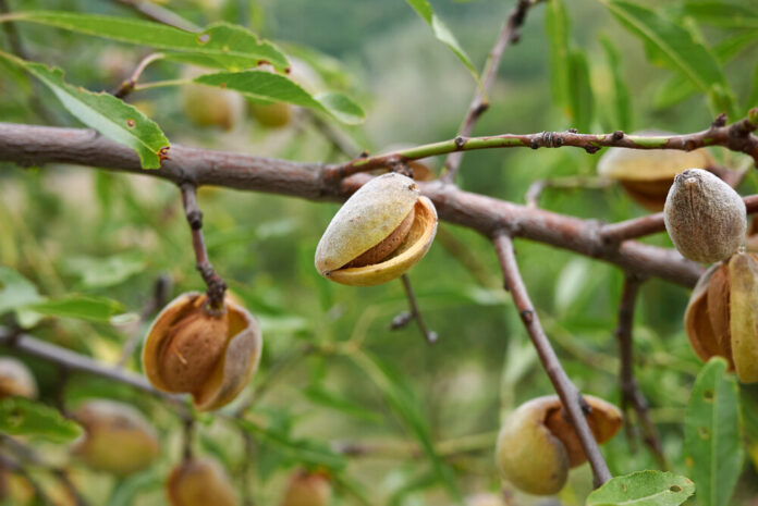 Bittermandel (Prunus dulcis)