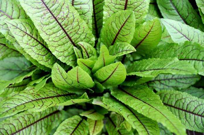 Blutampfer (Rumex sanguineus) Blutampfer (Rumex sanguineus)