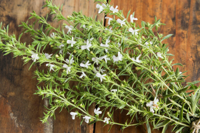Bohnenkraut (Satureja hortensis)
