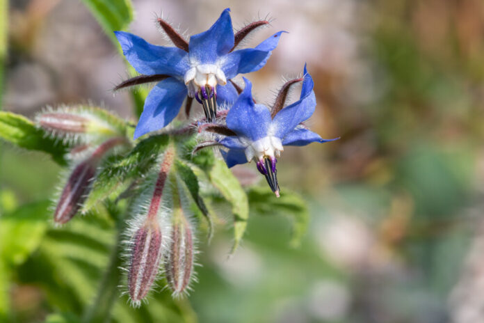 Boretsch (Borago officinalis) Boretsch (Borago officinalis)