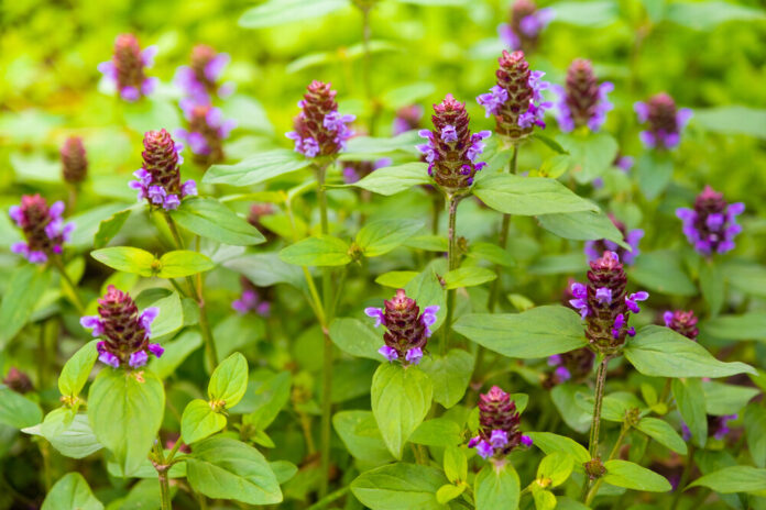 Braunelle (Prunella vulgaris) Braunelle (Prunella vulgaris)