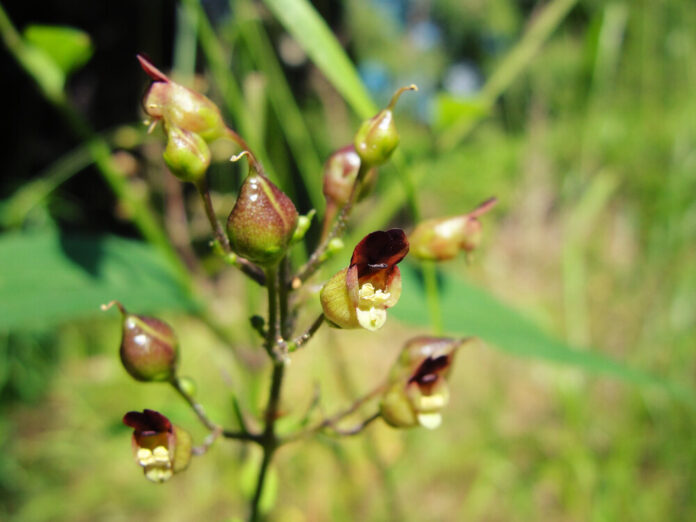 Braunwurz (Scrophularia nodosa) Braunwurz (Scrophularia nodosa)