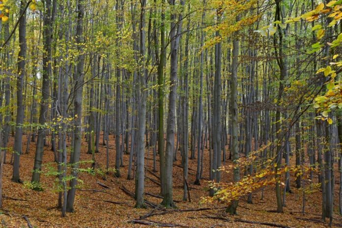Buche (Fagus silvatica)