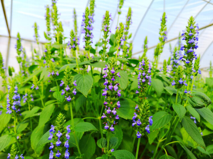 Chia-Samen (Salvia hispanica) Chia-Samen (Salvia hispanica)