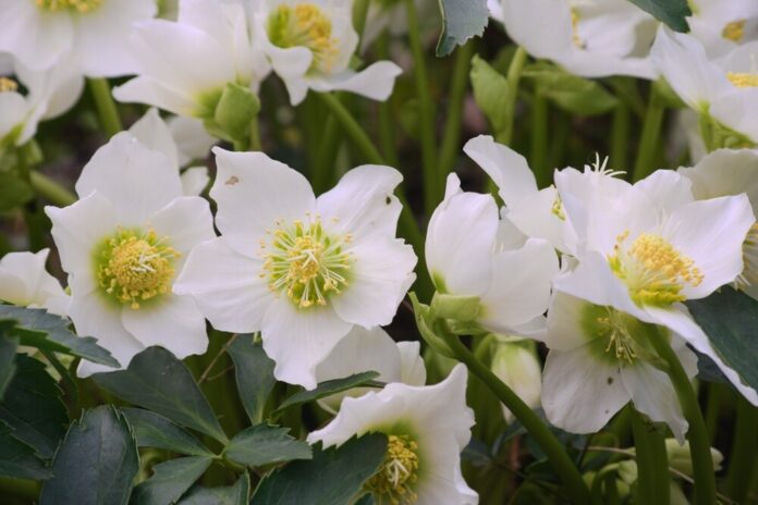 Christrose (Helleborus niger) Christrose (Helleborus niger)