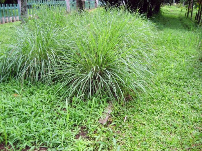 Citronellgras
