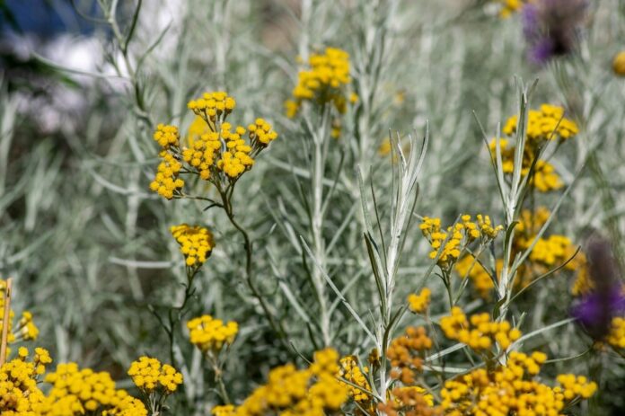 Currykraut (Helichrysum italicum) Currykraut (Helichrysum italicum)