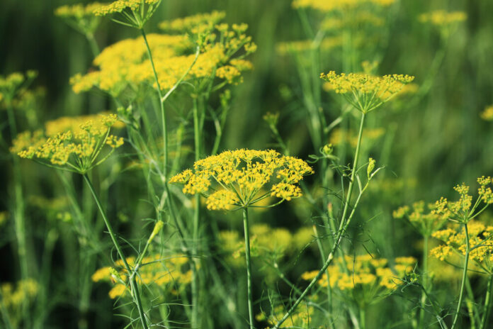Dill (Anethum graveolens)