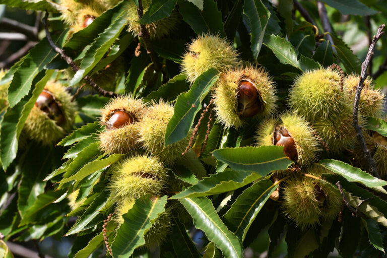 Edelkastanie (Castanea sativa)