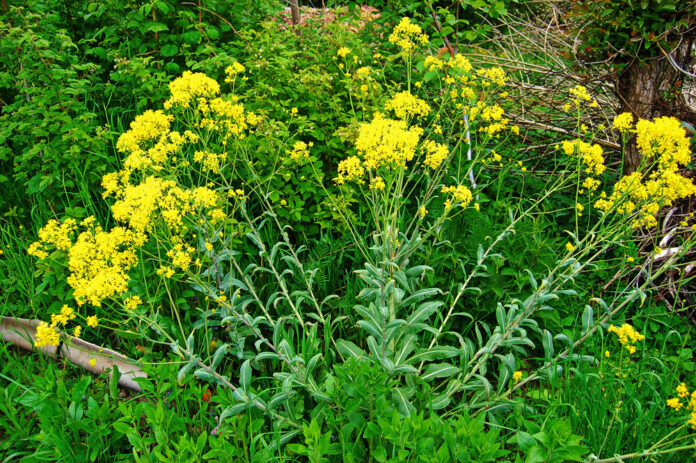 Färberwaid (Isatis tinctoria) Färberwaid (Isatis tinctoria)