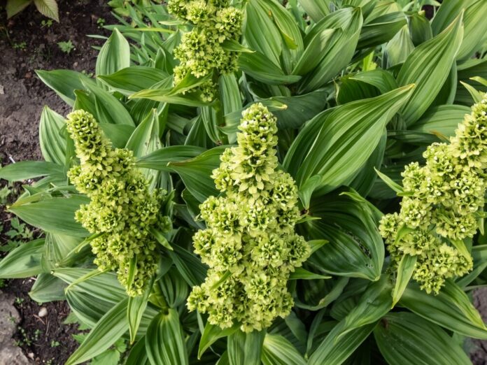 Germer (Veratrum) Germer (Veratrum)