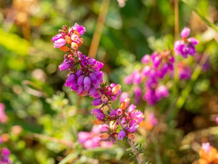 Glockenheide (Erica cinerea) Glockenheide (Erica cinerea)