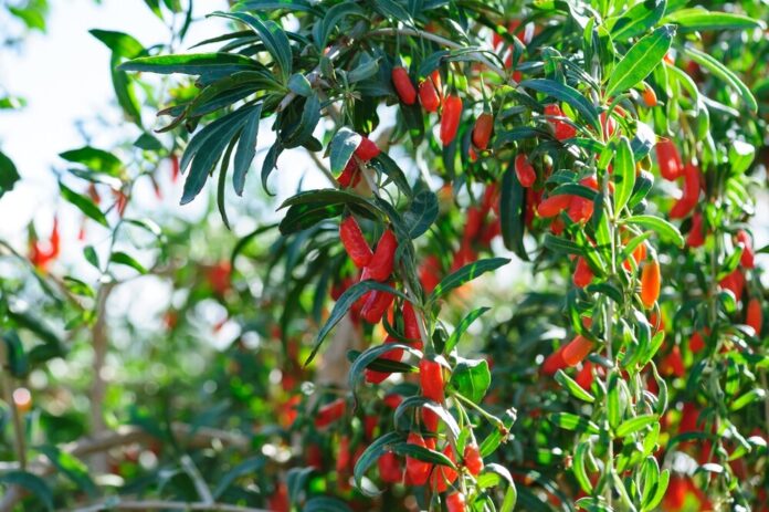Goji-Beere (Lycium barbarum) Goji-Beere (Lycium barbarum)