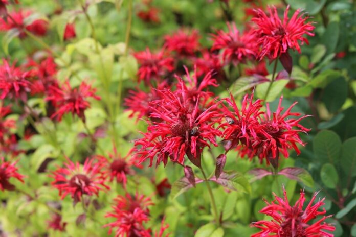 Goldmelisse (Monarda didyma) Goldmelisse (Monarda didyma)