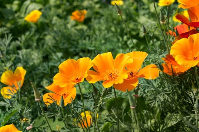 Goldmohn (Eschscholzia californica) Goldmohn (Eschscholzia californica)