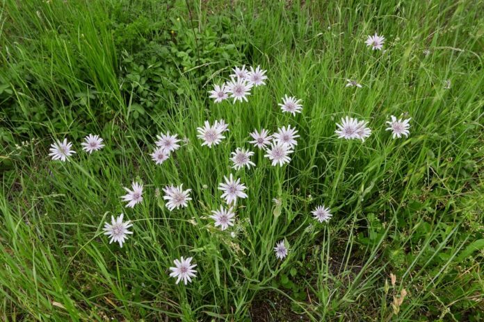 Haferwurz (Tragopogon porrifolius)