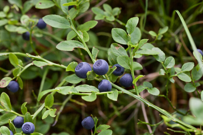 Heidelbeere (Vaccinium myrtillus) Heidelbeere (Vaccinium myrtillus)