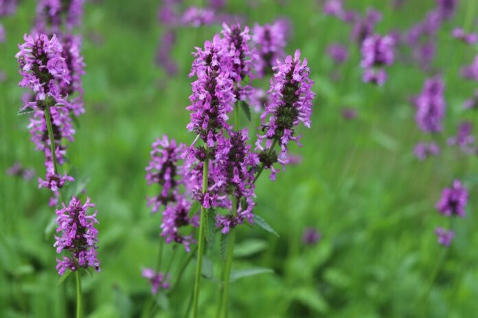 Heilziest (Betonica officinalis) Heilziest (Betonica officinalis)