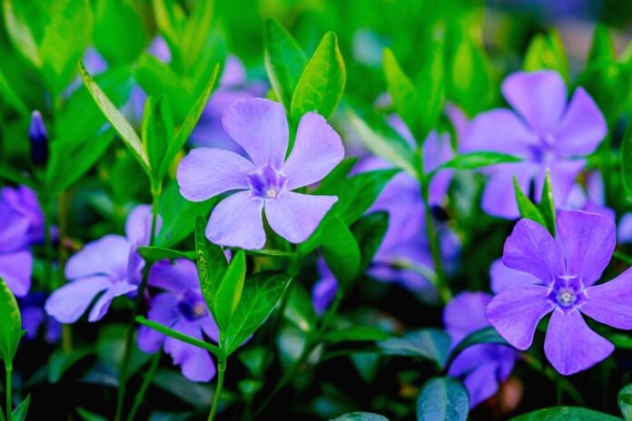 Immergrün (Vinca minor)