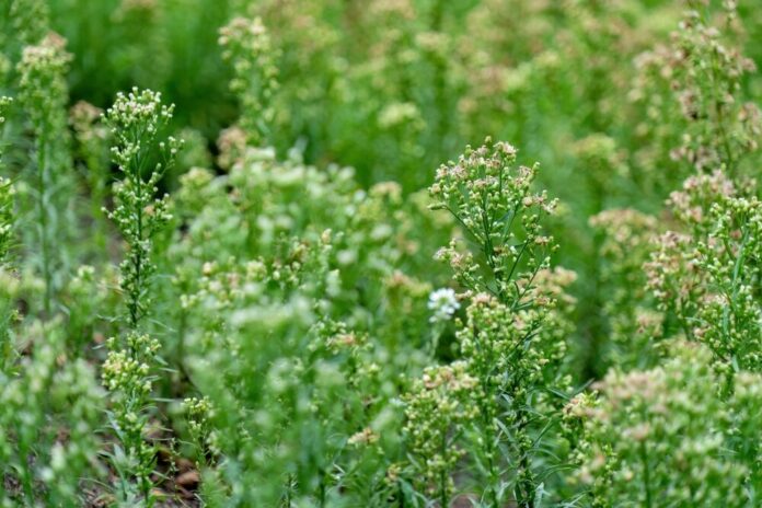 Kanadisches Berufkraut (Conyza canadensis) Kanadisches Berufkraut (Conyza canadensis)