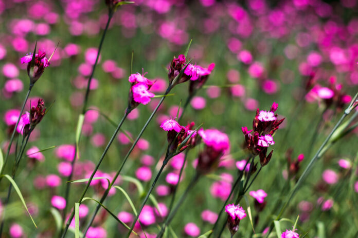 Karthäuser-Nelke (Dianthus carthusianorum)
