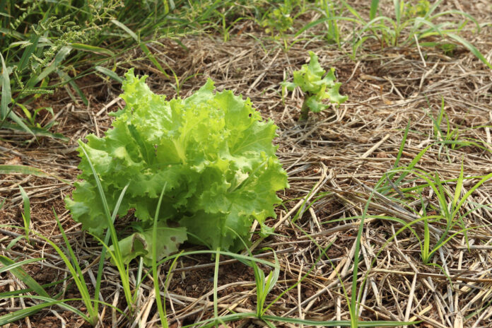 Kopfsalat (Lactuca sativa)