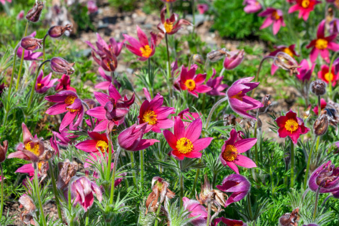 Kuhschelle (Pulsatilla vulgaris) Kuhschelle (Pulsatilla vulgaris)