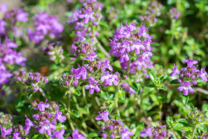 Quendel (Thymus serpyllum)