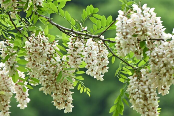 Robinie (Robinia pseudoacacia)