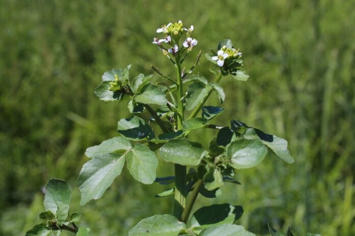 Sabadille (Schoenocaulon officinale) Sabadille (Schoenocaulon officinale)