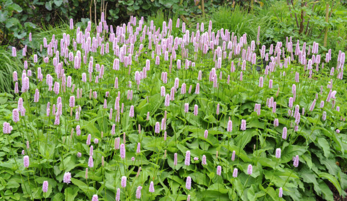 Schlangenknöterich (Polygonum bistorta) Schlangenknöterich (Polygonum bistorta)