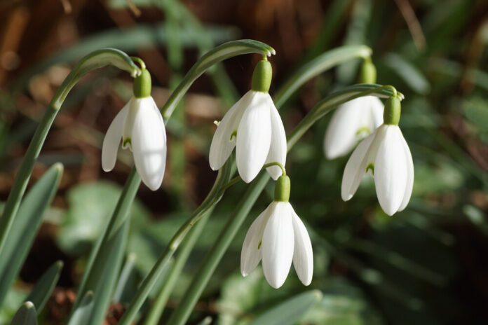 Schneeglöckchen (Galanthus) Schneeglöckchen (Galanthus)