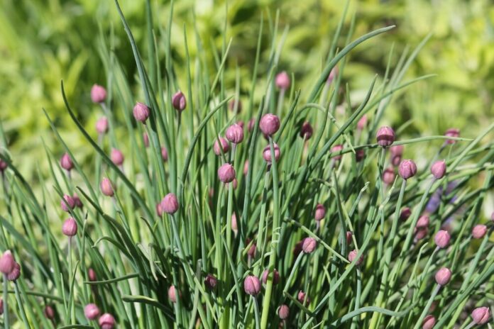 Schnittlauch (Allium schoenoprasum) Schnittlauch (Allium schoenoprasum)