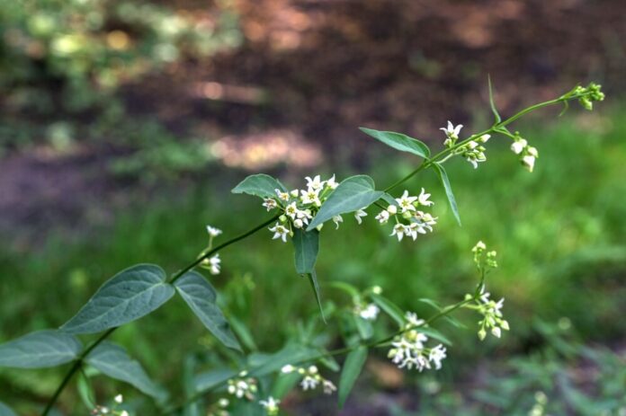 Schwalbenwurz (Vincetoxicum)
