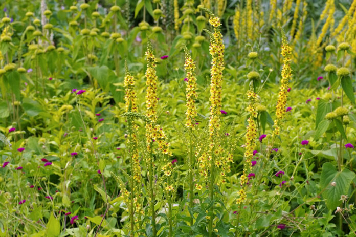 Schwarze Königskerze (Verbascum nigrum) Schwarze Königskerze (Verbascum nigrum)