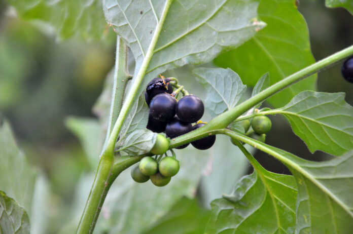 Schwarzer Nachtschatten (Solanum nigrum) Schwarzer Nachtschatten (Solanum nigrum)