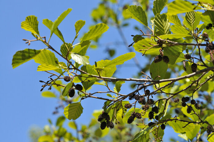 Schwarzerle (Alnus glutinosa) Schwarzerle (Alnus glutinosa)