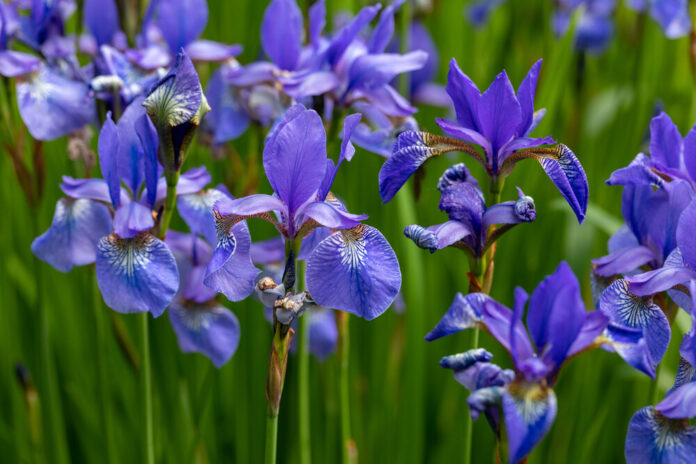 Schwertlilie (Iris) Schwertlilie (Iris)