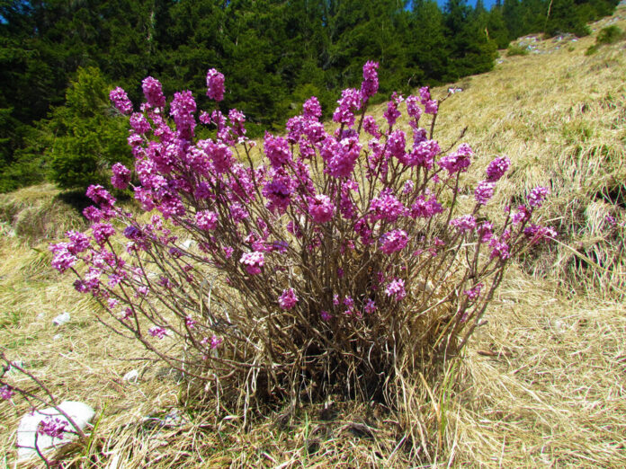 Seidelbast (Daphne mezereum)