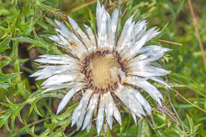 Silberdistel (Carlina vulgaris)