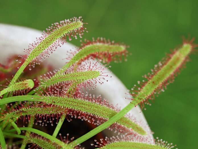 Sonnentau (Drosera spp.) Sonnentau (Drosera spp.)