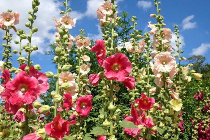 Stockrose (Alcea rosea)