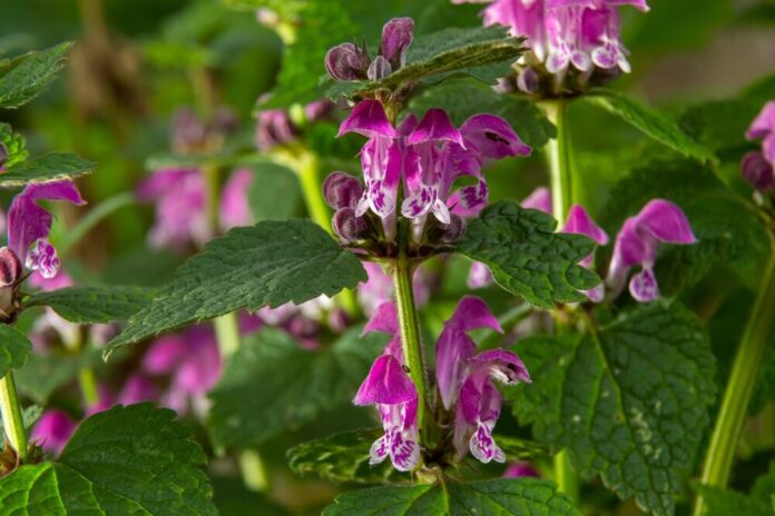 Taubnessel (Lamium) Taubnessel (Lamium)