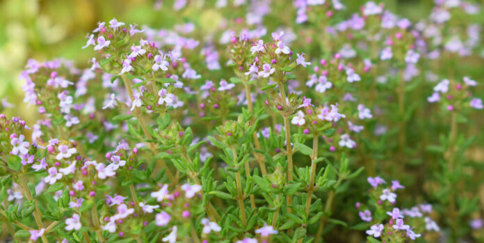 Thymian (Thymus vulgaris)