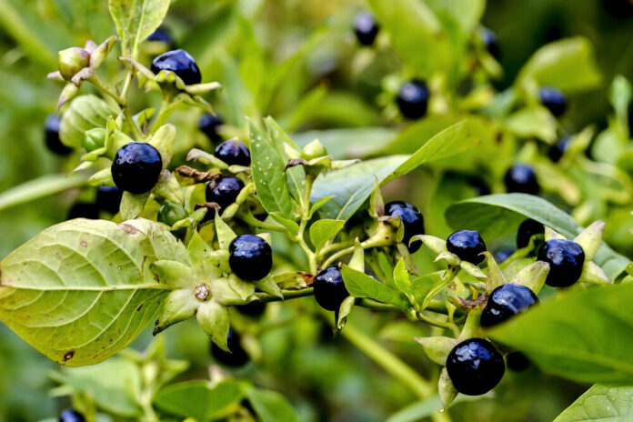 Tollkirsche (Atropa belladonna) Tollkirsche (Atropa belladonna)