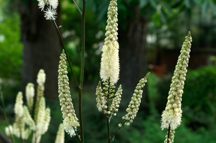 Traubensilberkerze (Cimicifuga racemosa) Traubensilberkerze (Cimicifuga racemosa)
